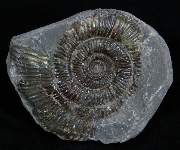 Inch Dactylioceras Ammonite In Concretion #2095
